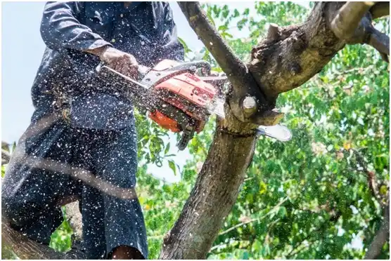 tree services Montreal